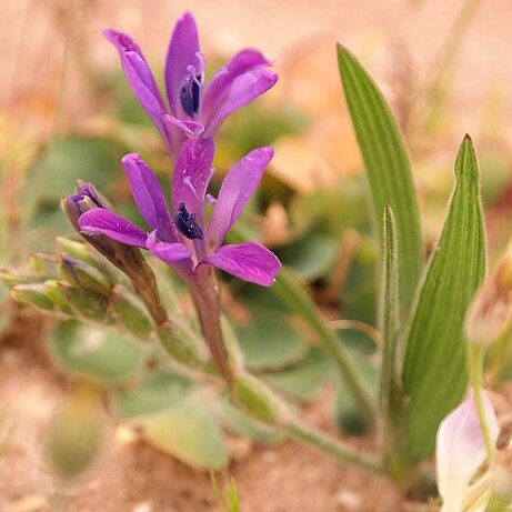 Babiana latifolia unspecified picture