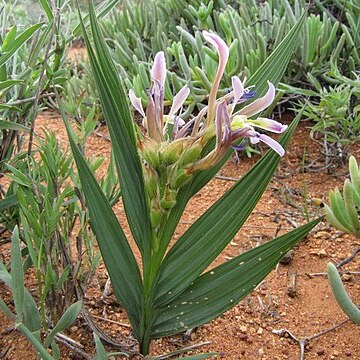 Babiana lewisiana unspecified picture