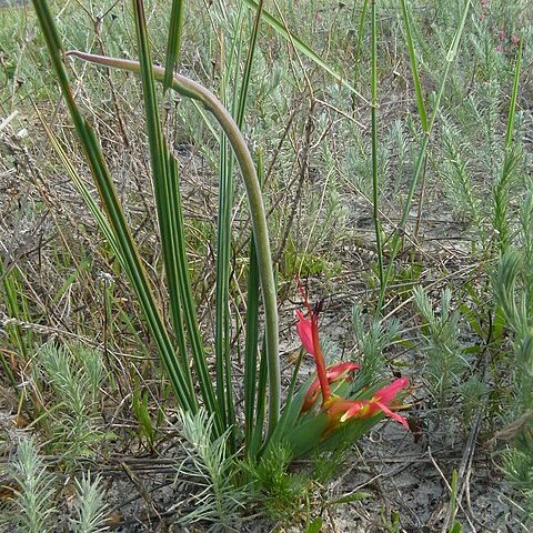 Babiana ringens unspecified picture