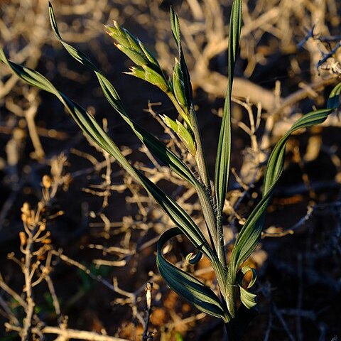 Babiana fimbriata unspecified picture