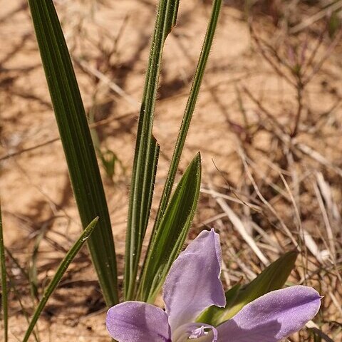 Babiana nana subsp. maculata unspecified picture