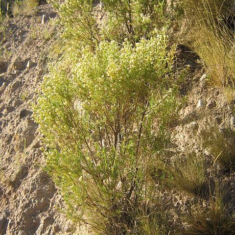 Baccharis linearis unspecified picture