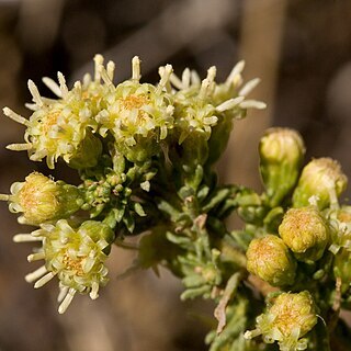 Baccharis pteronioides unspecified picture