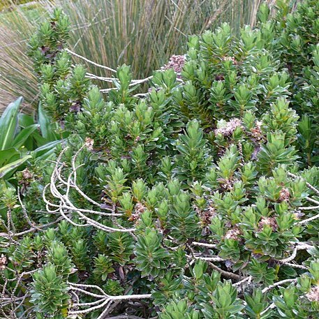 Baccharis arbutifolia unspecified picture