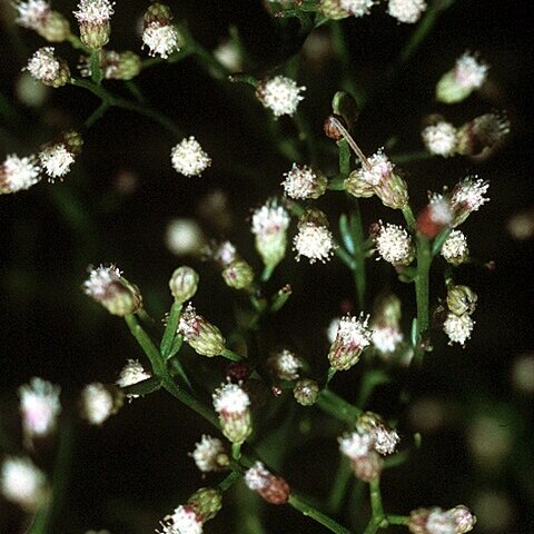 Baccharis angustifolia unspecified picture