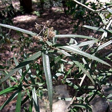 Pittosporum bicolor unspecified picture