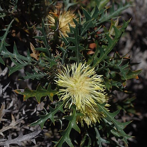 Banksia purdieana unspecified picture