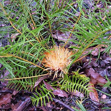 Banksia pellaeifolia unspecified picture