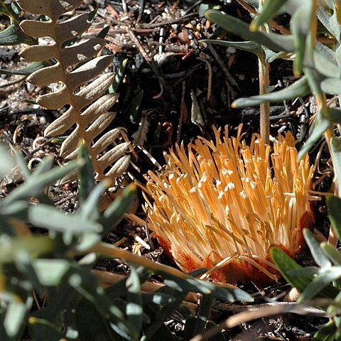 Banksia aurantia unspecified picture