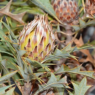 Banksia arborea unspecified picture