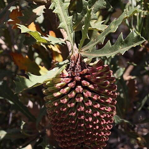 Banksia aculeata unspecified picture