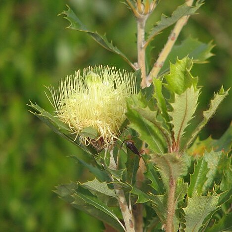 Banksia anatona unspecified picture