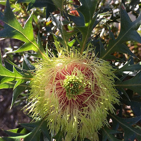 Banksia hirta unspecified picture