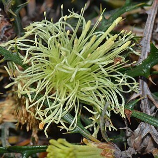 Banksia hewardiana unspecified picture