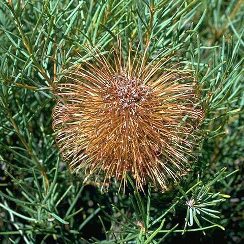 Banksia incana unspecified picture