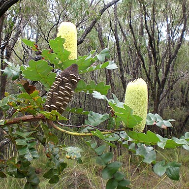 Banksia grandis unspecified picture