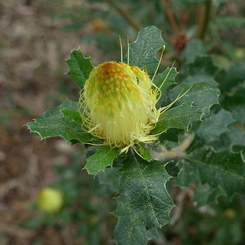 Banksia undata unspecified picture