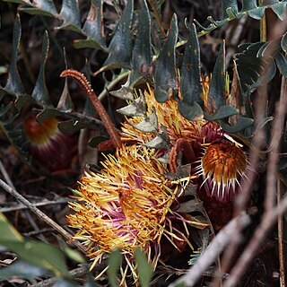 Banksia drummondii unspecified picture