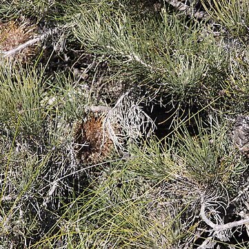 Banksia lanata unspecified picture