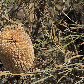 Banksia lullfitzii unspecified picture