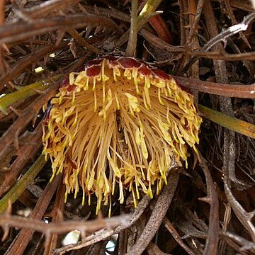 Banksia comosa unspecified picture