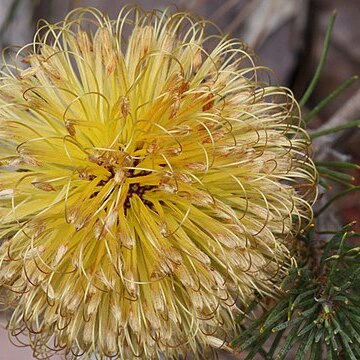 Banksia sphaerocarpa unspecified picture