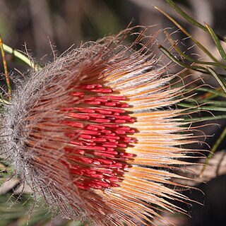 Banksia splendida unspecified picture