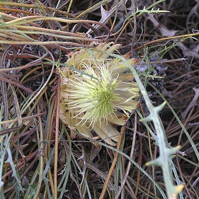 Banksia rufa unspecified picture