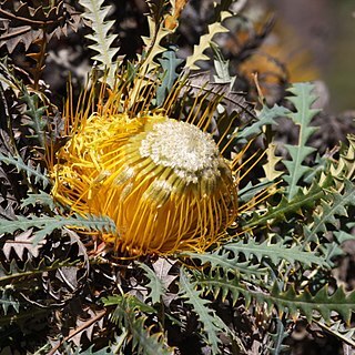 Banksia stuposa unspecified picture