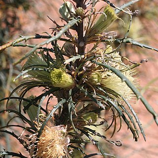 Banksia strictifolia unspecified picture