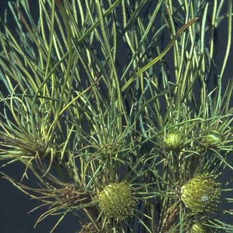 Banksia subulata unspecified picture