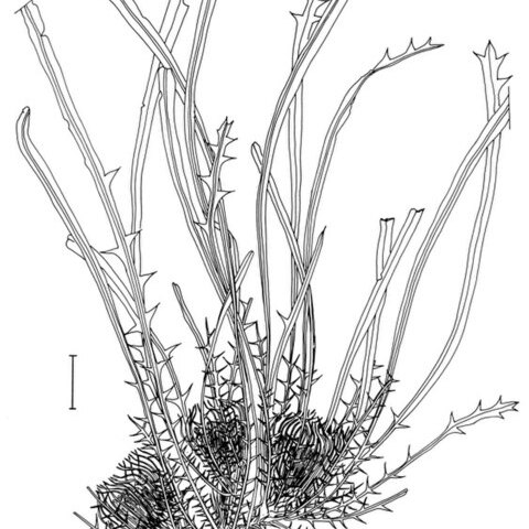 Banksia subpinnatifida unspecified picture