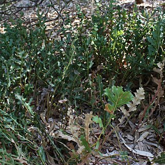 Banksia repens unspecified picture