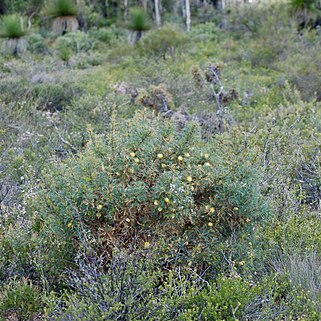 Banksia recurvistylis unspecified picture