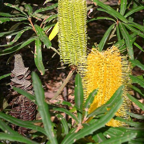 Banksia seminuda unspecified picture