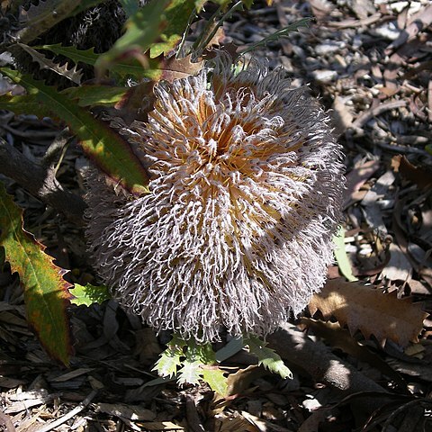 Banksia baueri unspecified picture