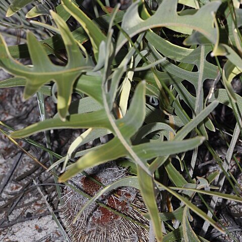 Banksia chamaephyton unspecified picture