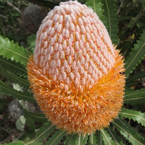 Banksia burdettii unspecified picture