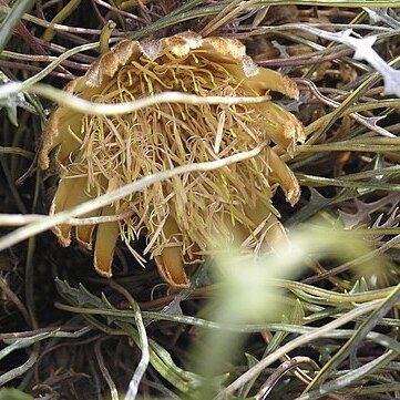 Banksia corvijuga unspecified picture