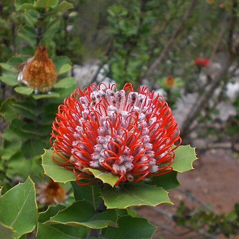 Banksia coccinea unspecified picture