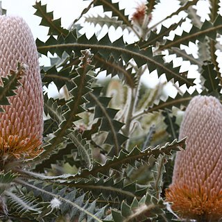 Banksia victoriae unspecified picture