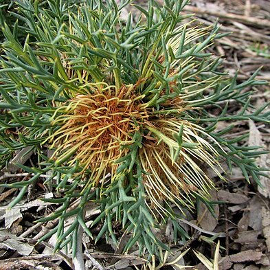 Banksia fraseri unspecified picture