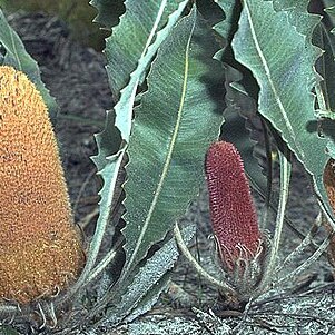 Banksia goodii unspecified picture