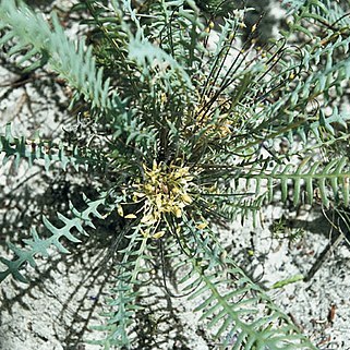 Banksia nana unspecified picture