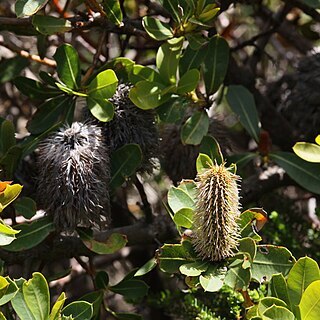 Banksia oreophila unspecified picture