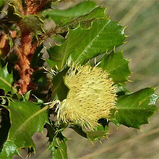 Banksia obovata unspecified picture