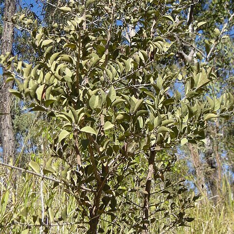 Capparis canescens unspecified picture