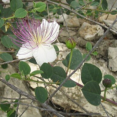 Capparaceae unspecified picture