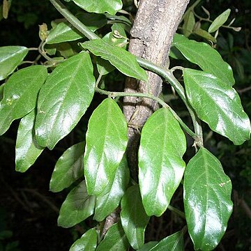 Capparis fascicularis unspecified picture