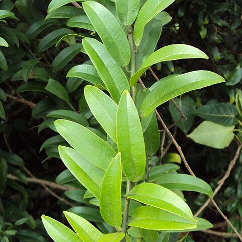 Capparis floribunda unspecified picture